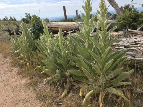 Preview: A Row Of Verbascum Thapsus Plants 4682