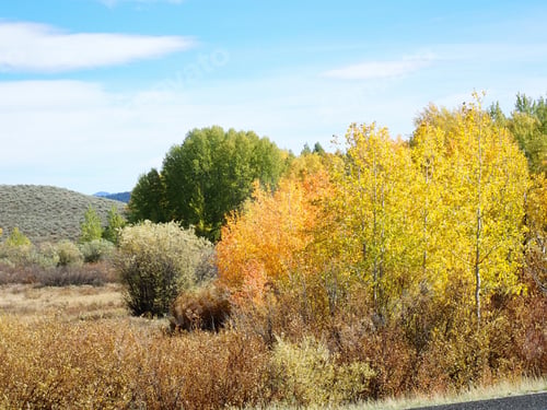 Preview: Yellow And Orange Fall Leaves In Nature