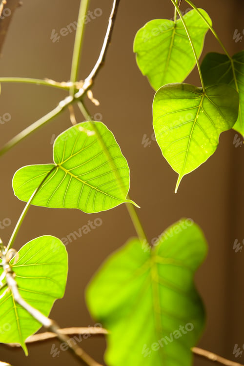 Preview: Image Of Plant And Green Leaves.
