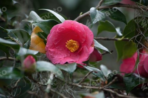 Preview: Red Flower On A Bush Outdoors