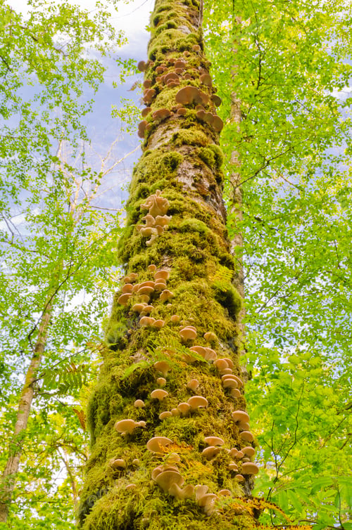 Preview: Fragment Of Tree Covered With Mushrooms At Lower Falls Trail In Golden Ears Park, Vancouver, Canada.