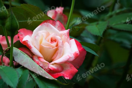 Preview: Beautiful Red Roses In The Sunshine