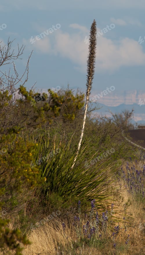 Preview: Sotol In The Desert With Sky
