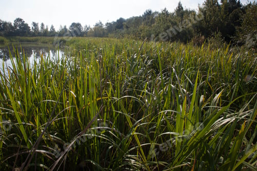 Preview: Grasses And Water Outdoors