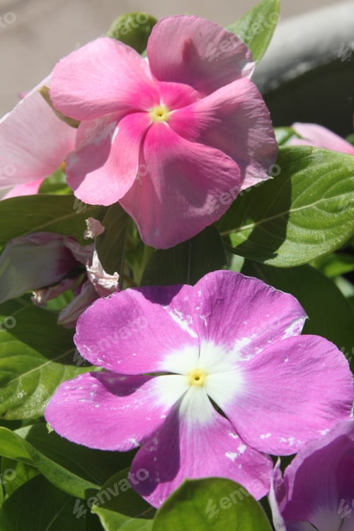 Preview: Vinca Plants With Bright Pink And Purple Flowers 9915