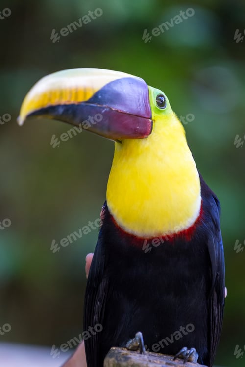 Preview: Close Up Of A Chestnut Mandibled Toucan In Tropical Costa Rica