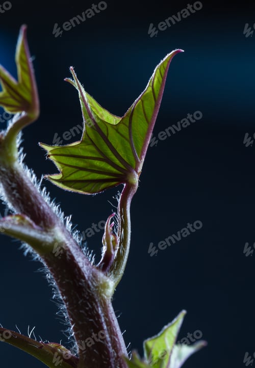 Preview: Close Up Of A Sweet Potato That Sat On The Counter For Too Long And Now Has Stems And Leaves