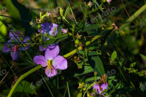 Preview: Pretty Little Delicate Maryland Meadow Beauty Flower Closeup
