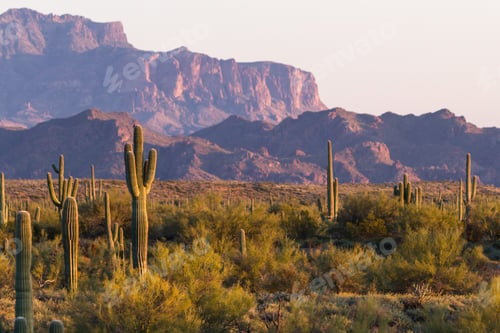 Preview: Arizona Desert Landscape With Saguaro Cactus In Springtime
