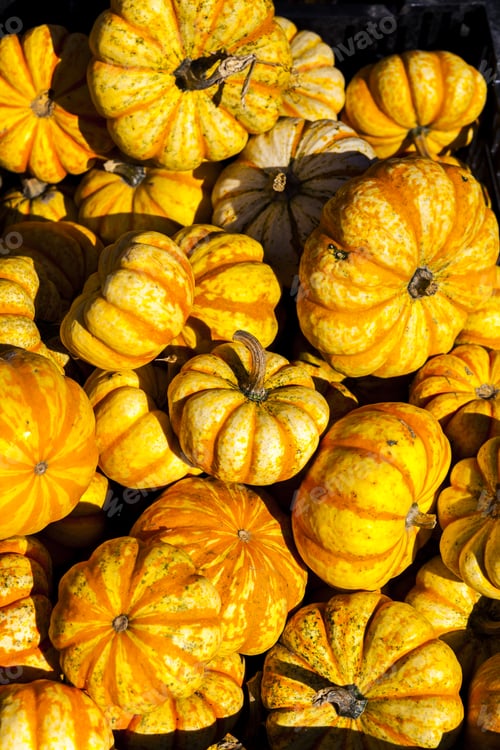 Preview: Pumpkins