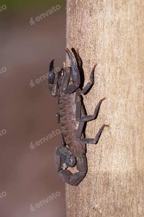 Preview: Large Dark Brown Scorpion Found Climbing Up A Wooden Pillar In The Costa Rican Rainforest