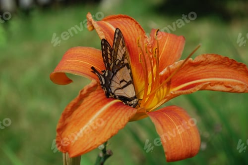 Preview: Pretty Orange Lily With A Butterfly Sitting On It'S Petals.