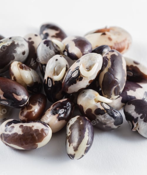 Preview: Close Up Of A Group Of Raw Sprouted Orca Beans