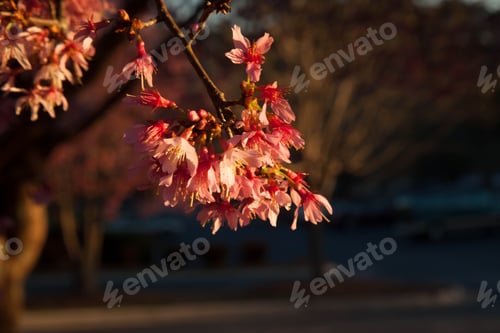 Preview: Cherry Tree With Flowers