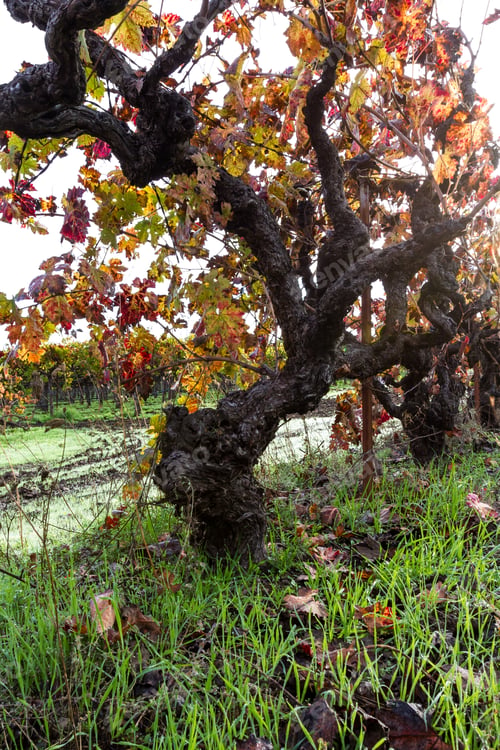 Preview: Beautiful Old Grape Vine With Knots Everywhere And Autumn Colors On Its Leaves