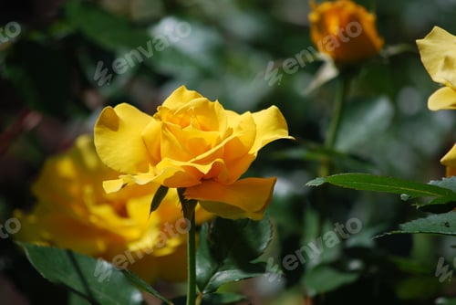 Preview: Pretty Flowering Yellow Rose Bush In A Rose Garden.