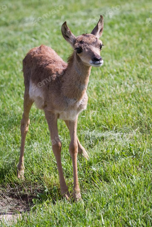 Preview: Close Up Of A Small Young Fawn Pronghorn Antelope On Green Grass