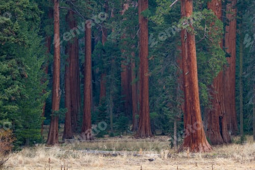 Preview: Giant Sequoia Grove In The Sequoia Np With A Hiking Trail Along The Big Trees