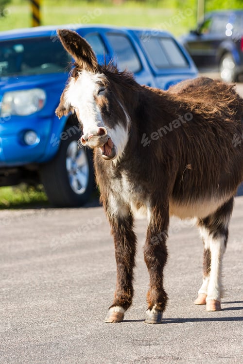 Preview: Wild Burros On The Road Asking Tourists For A Treat In Custer State Park, South Dakota