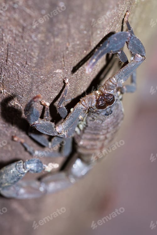 Preview: Large Dark Brown Scorpion Found Climbing Up A Wooden Pillar In The Costa Rican Rainforest