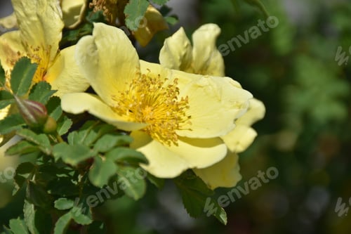 Preview: Spring With A Wild Yellow Rose Bush In Bloom.