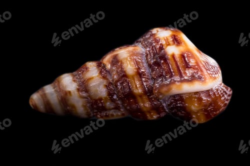 Preview: Beautiful Sea Shell Adorned By Amazing Natural Patterns And Color