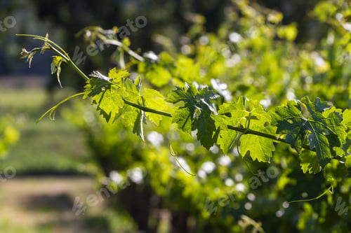 Preview: Wide Leaf On A Healthy Grape Vine Backlit By The Sun