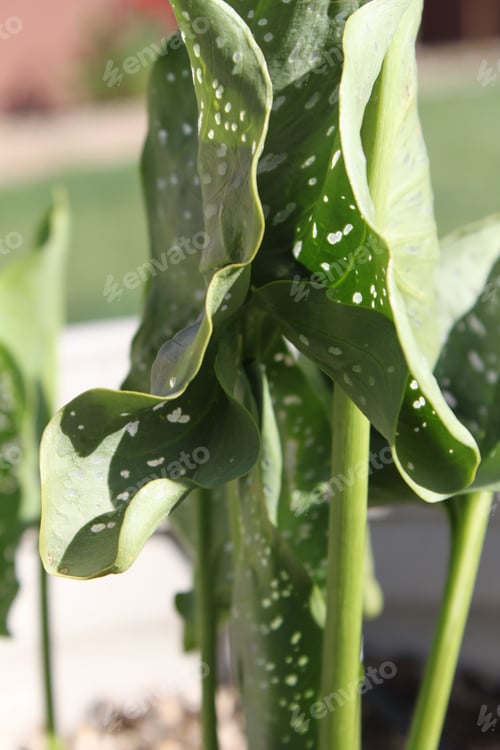 Preview: A Calla Lily Plant With Large Green Leaves 5632