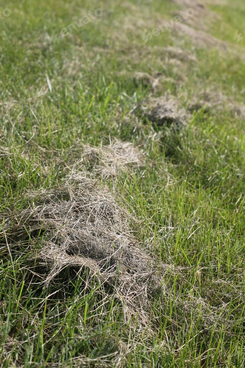 Preview: A Field Of Short, Freshly Mowed Green Grass With Botanical Debris. 3487