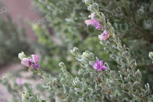 Preview: A Leucophyllum Fructescens Cenizo Plant With Purple Flowers 0716