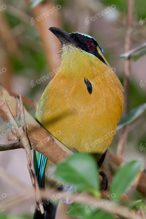 Preview: Closeup Of A Blue Crown Motmot In The Rain Forest Of Belize