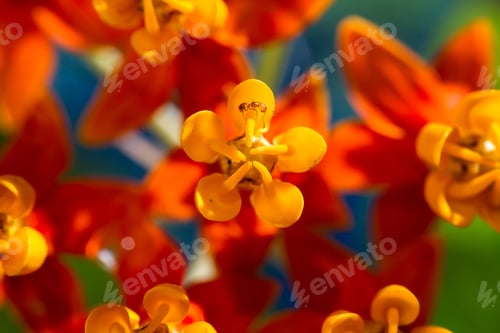 Preview: Close Up Of The Small Petals Of A Tropical Wildflower With Orange Petals Fount In Costa Rica