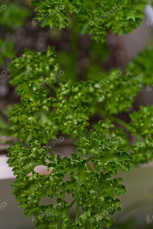 Preview: Closeup Of A Parsley Leaf Growing In The Back Yard Garden