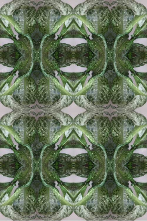 Preview: A Dieffenbachia Snow Plant Abstract With Lush Variegated Leaves 0519