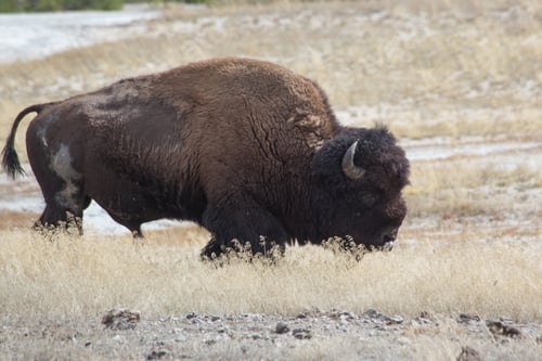 Preview: Buffalo Outdoors In Natural Environment