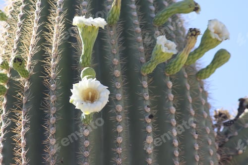 Preview: Saguaro Cactus with White Flowers in Desert Sunlight