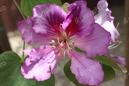 Preview: An Orchid Tree With Purple Flowers 5338