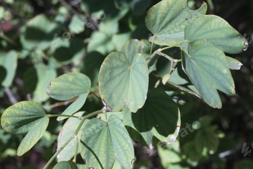 Preview: An Orchid Tree With Small Bright Green Leaves 8450