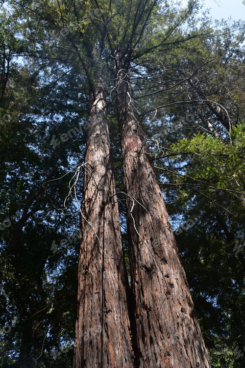 Preview: Pair Of Twin Redwood Trees In Santa Barbara California.
