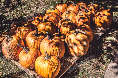 Preview: Pumpkins