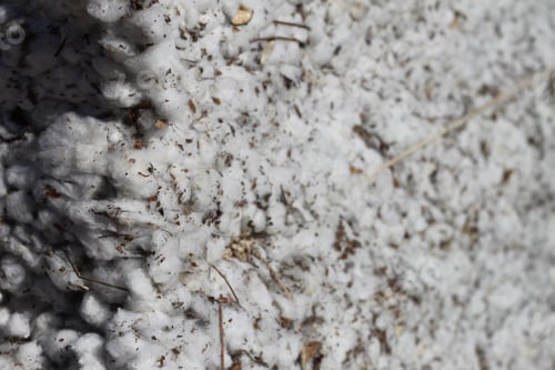 Preview: A Closeup Of A Bale Of Cotton Fresh From The Field. 4674