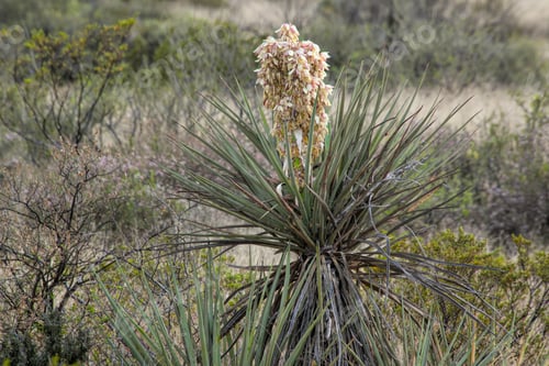 Preview: Yucca Cactus Blooming Outdoors In The Desert