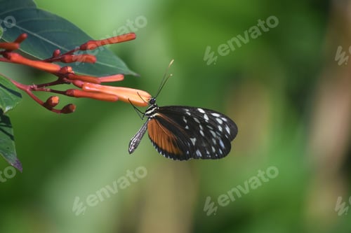 Preview: Orange Budding Flower With A Zulieka Butterfly On It.