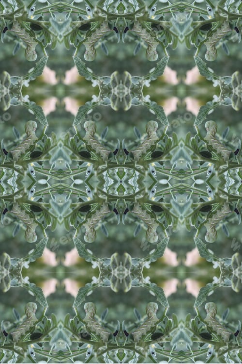 Preview: A Bright Green Caterpillar Hanging On Tomato Plants Abstract 0212
