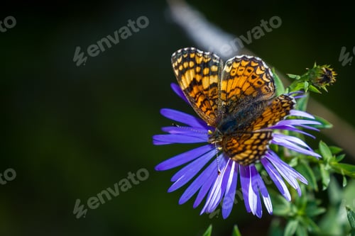 Preview: Close Up Of A Beautiful Orange Butterfly Feeding On A Purple Flower