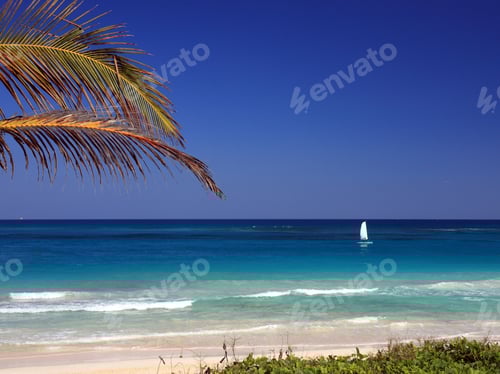 Preview: Sail Boat And Palm Tree At Tropical Beach