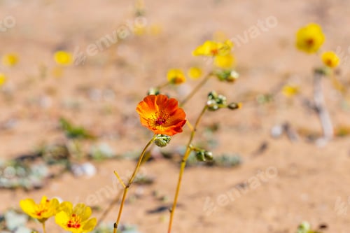 Preview: Cistanthe Longiscapa, Better Known As Pata Guanaco. Flower That Grows In The Atacama Desert In The