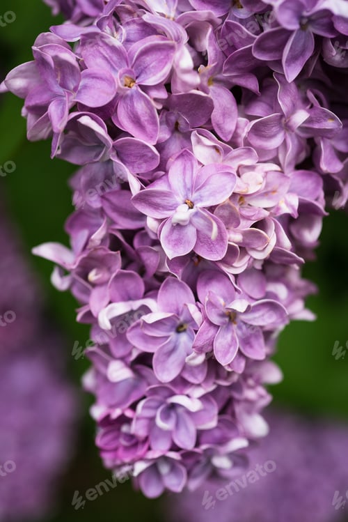 Preview: Close Up Of Blooming Lilac In The Garden. Vertical