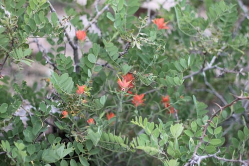 Preview: A Bush Of Castilleja Subinclusa With Orange Flowers 8134