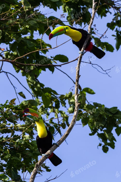 Preview: Wild Keel Billed Toucans In Costa Rica With Vivid Colors On Their Chest And Bills.